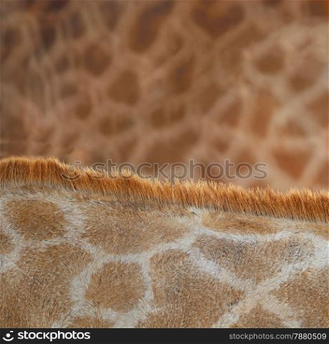Genuine leather animal, skin of Giraffe (Girafta camelopardalis)