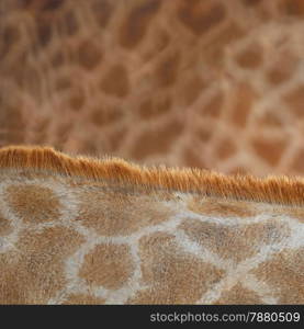 Genuine leather animal, skin of Giraffe (Girafta camelopardalis)