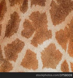Genuine leather skin of Giraffe (Giraffa camelopardalis)