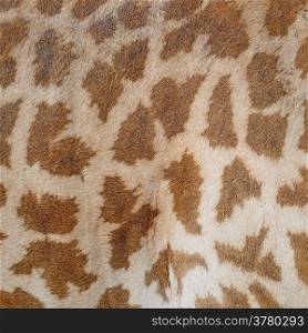 Genuine leather skin of Giraffe (Girafta camelopardalis)