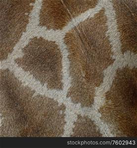 Genuine leather skin of Giraffe (Girafta camelopardalis)