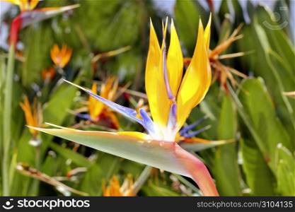 genus strelitzia reginae orange bird of paradise flower