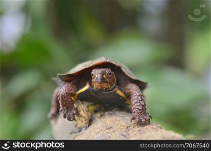 Geoemyda spengleri-Black breasted leaf turtle