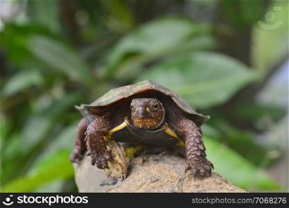 Geoemyda spengleri-Black breasted leaf turtle