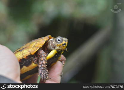 Geoemyda spengleri-Black breasted leaf turtle