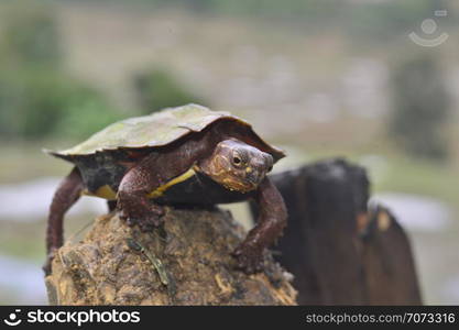 Geoemyda spengleri-Black breasted leaf turtle