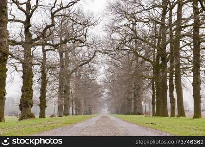 Geometric symmetrical lane of old trees with centered car trail in winter