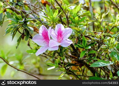 George Taber Azalea. Beautiful white flower with pink stripe at tree of George Taber Azalea on the mountains in northern Thailand.