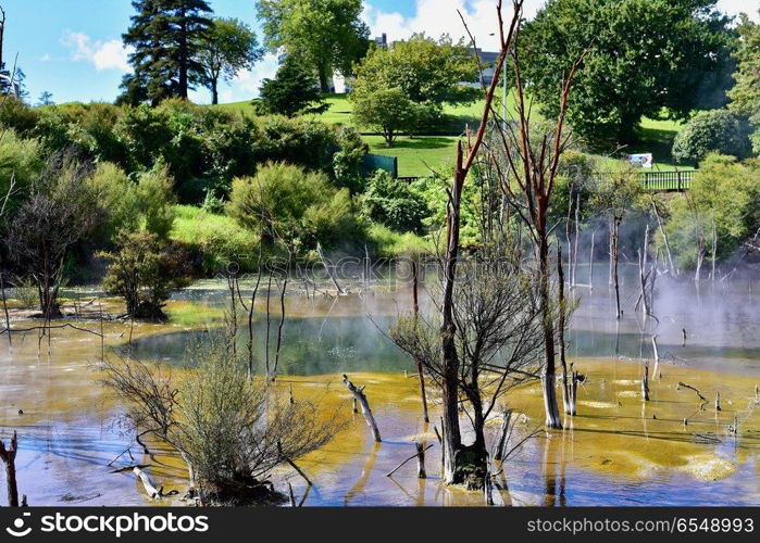 Geothermal park in central Rotorua