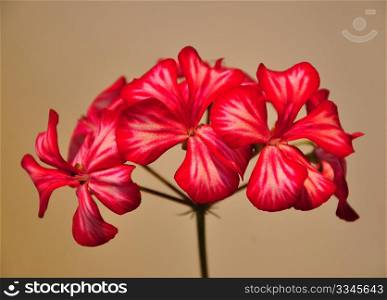 Geranium flower