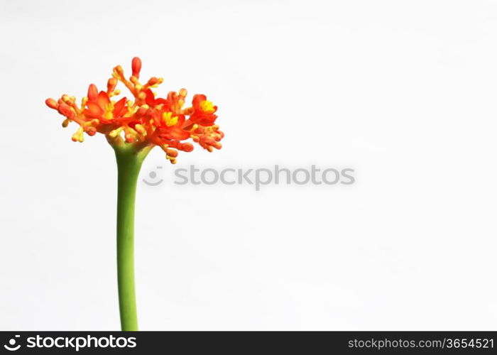 geranium flower