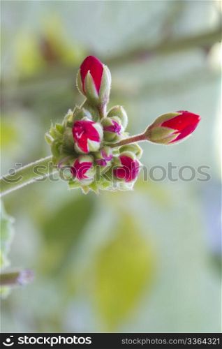 geranium flower buds still unopened