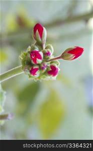 geranium flower buds still unopened