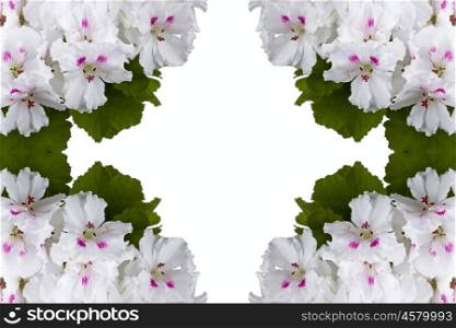 geranium flower isolated on a white background