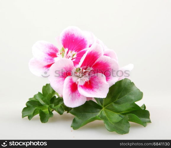 Geranium Flowers