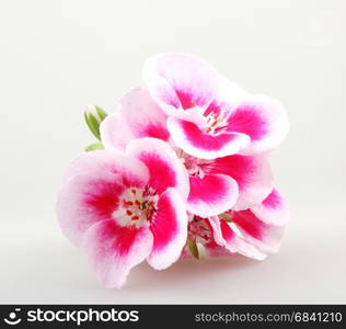 Geranium Flowers