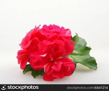 Geranium Flowers