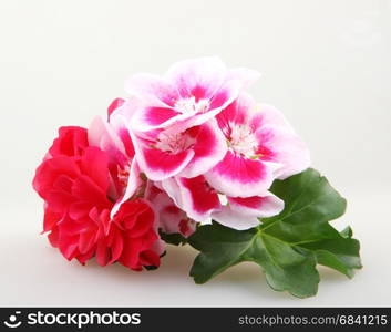 Geranium Flowers