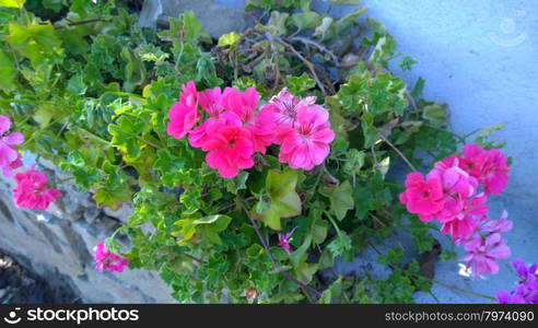 Geranium Flowers