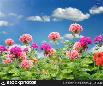Geranium Flowers Against A Blue Sky