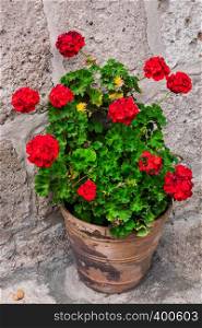 geranium in a flowerpot on the stone wall background
