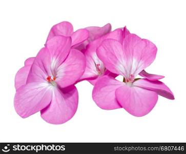 Geranium ( Palargonium x hortorum ) close-up of pink flowers on white background