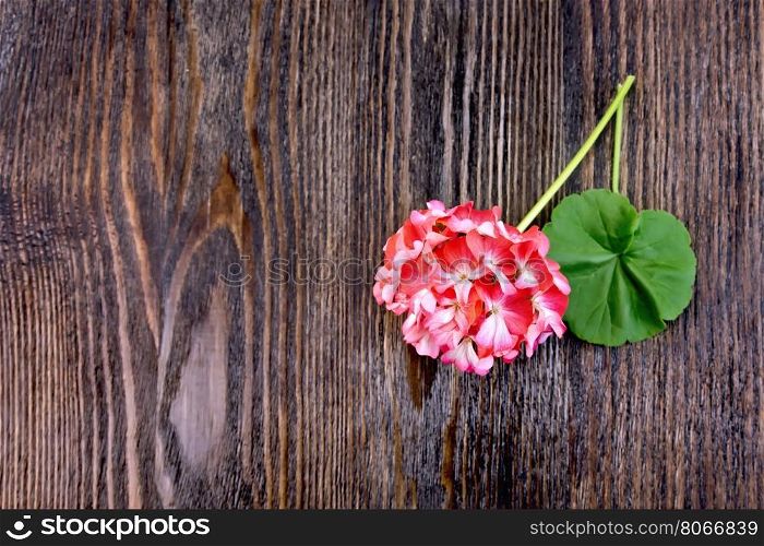 Geranium pink with leaf on the background of the wooden planks on top