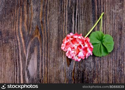 Geranium pink with leaf on the background of the wooden planks on top