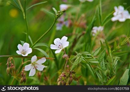 Geranium pratense hardy flowering herbaceous perennial plant in the genus Geranium .