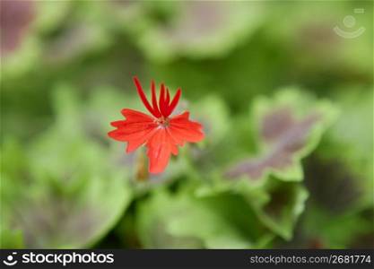 Geranium red flower with green leaves