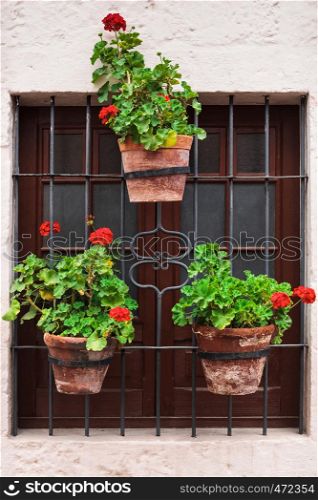 geraniums in pots on an old window