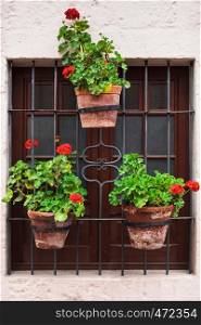 geraniums in pots on an old window
