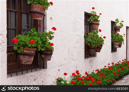geraniums in the courtyard of the old convent