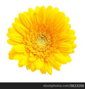 Gerber Daisy isolated on white background