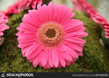 gerber flower