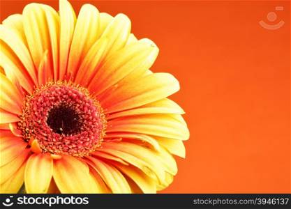 Gerber flower close up over red background