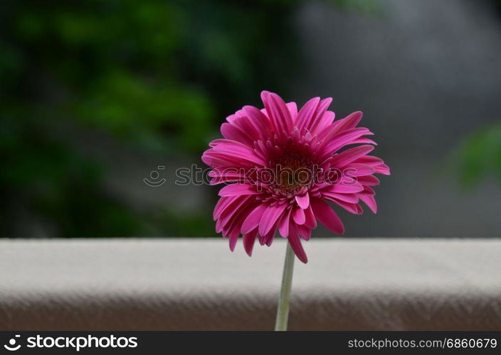 Gerber flower in the green natural background, Sofia, Bulgaria