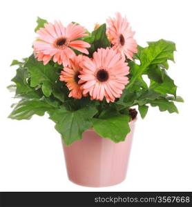 Gerber&rsquo;s flowers in a flowerpot isolated on a white background.