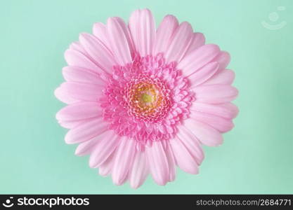 Gerbera