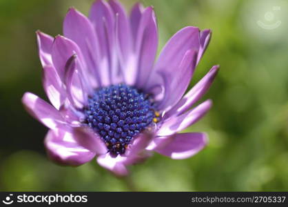 Gerbera