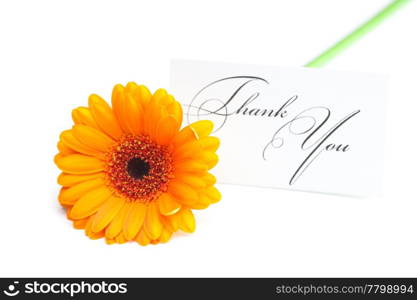 gerbera and a card signed thank you isolated on white