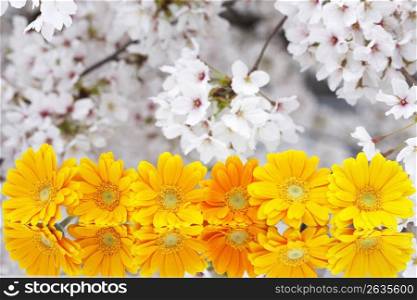 Gerbera & Cherry blossoms