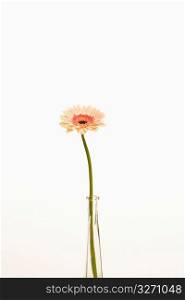 Gerbera daisy flower in vase