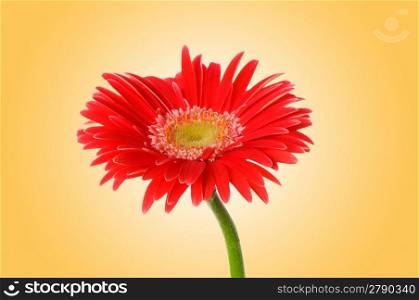 Gerbera flower against gradient background