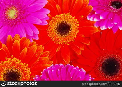 gerbera flower close up background