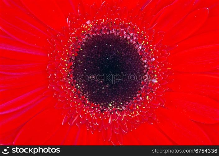 gerbera flower close up background