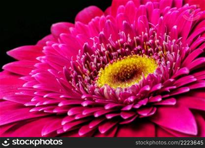 Gerbera flower close up, Macro flower.