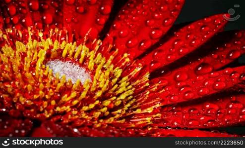 Gerbera flower close up, Macro flower.
