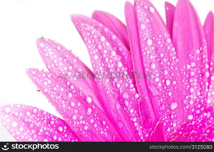 gerbera flower closeup on white background