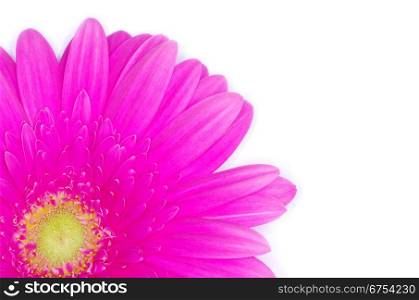 gerbera flower closeup on white background